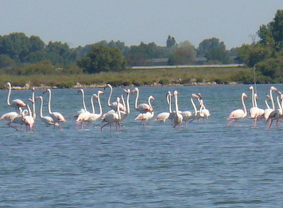 Frankreich, Marseille - Flamingos in den Salinen